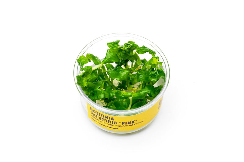 Hottonia Palustris UNS Tissue Culture Aquatic Plant - Buce Plant