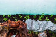 Hottonia Palustris UNS Tissue Culture Aquatic Plant - Buce Plant