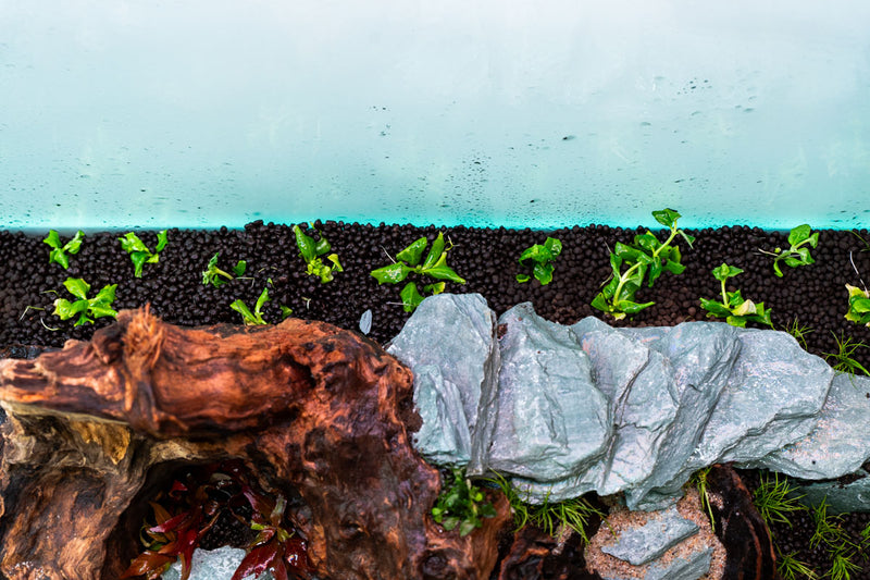 Hottonia Palustris UNS Tissue Culture Aquatic Plant - Buce Plant