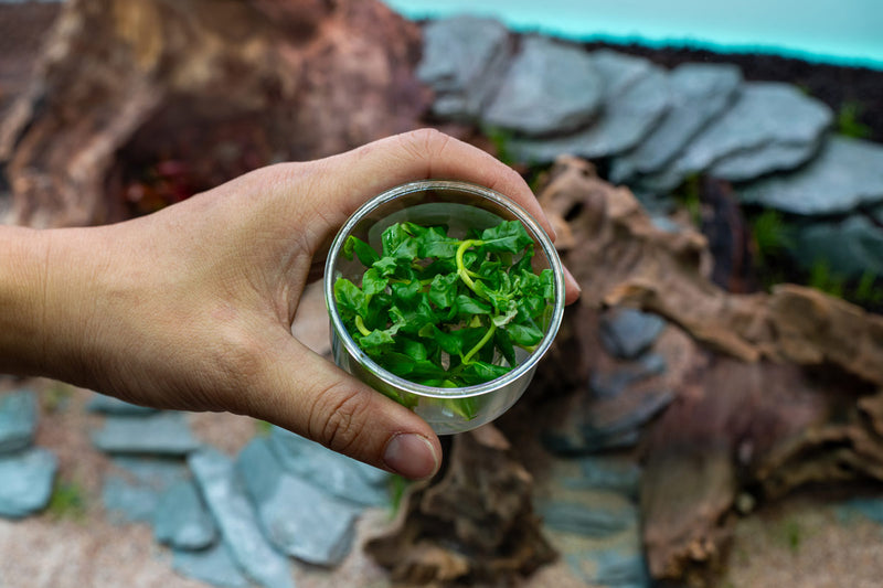 Hottonia Palustris UNS Tissue Culture Aquatic Plant - Buce Plant