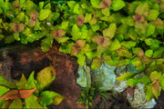 Hottonia Palustris UNS Tissue Culture Aquatic Plant - Buce Plant