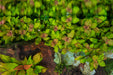 Hottonia Palustris UNS Tissue Culture