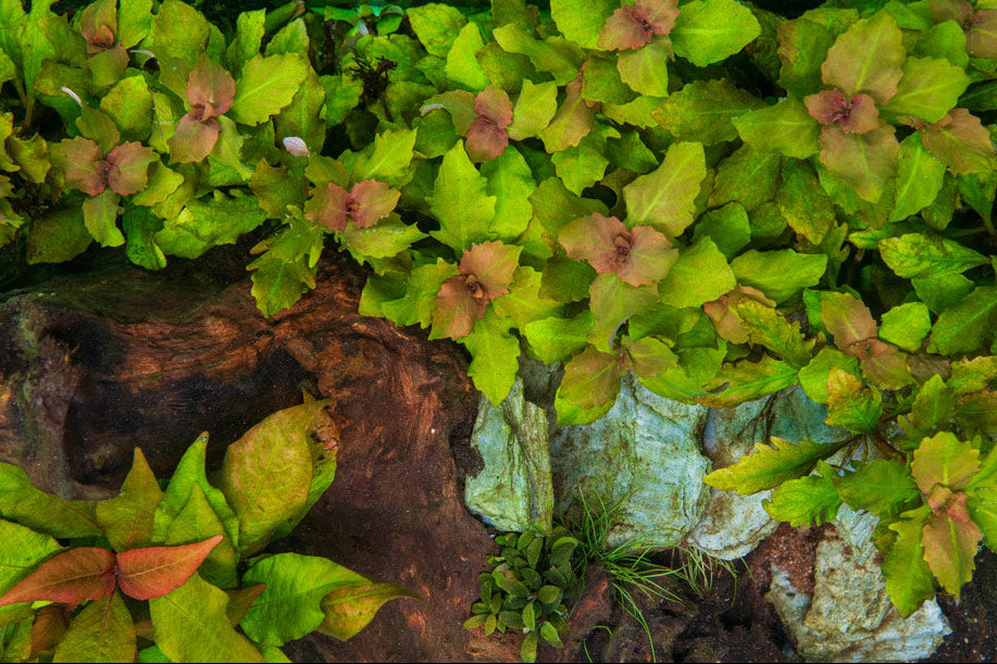 Hottonia Palustris UNS Tissue Culture Aquatic Plant - Buce Plant