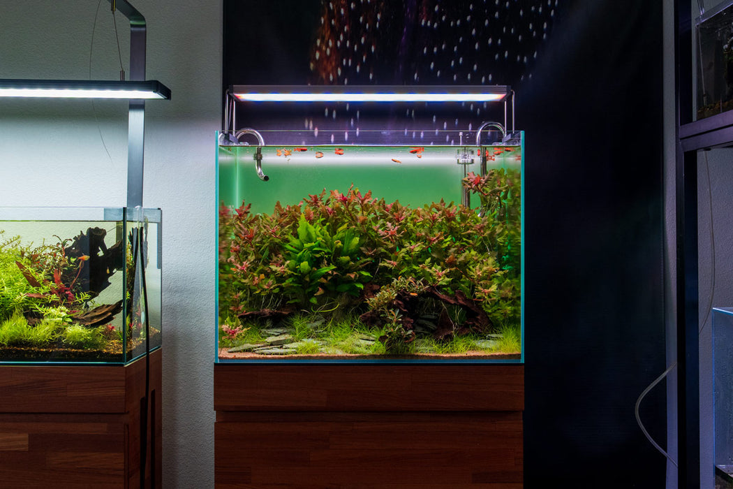 Hottonia Palustris aquatic plant tissue culture by UNSTC displayed in clear container with aquatic roots and green foliage.