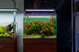 Hottonia Palustris aquatic plant tissue culture by UNSTC displayed in clear container with aquatic roots and green foliage.