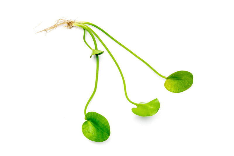 Healthy Hydrocleys Nymphoides Water Poppy aquatic plant by BAP with vibrant green leaves and delicate yellow flowers.