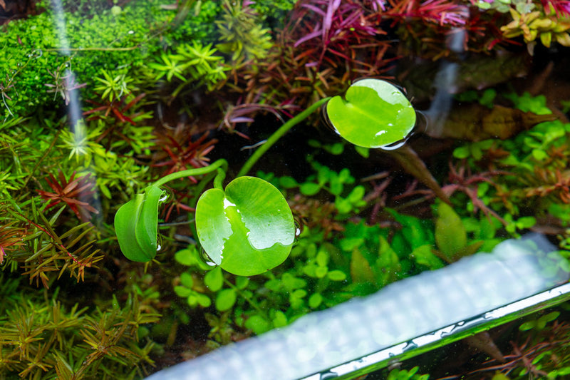 Healthy Hydrocleys Nymphoides Water Poppy aquatic plant from BAP, showcasing lush green leaves and vibrant aquatic growth.