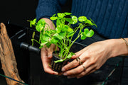 Hydrocotyle Leucocephala Variegated Aquatic Plant - Buce Plant
