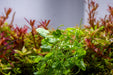 Healthy Hydrocotyle sibthorpioides aquatic plant from ACW with bright green, round leaves suitable for freshwater aquariums.