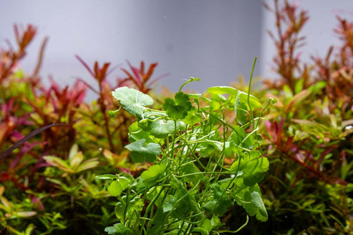 Healthy Hydrocotyle sibthorpioides aquatic plant from ACW with bright green, round leaves suitable for freshwater aquariums.