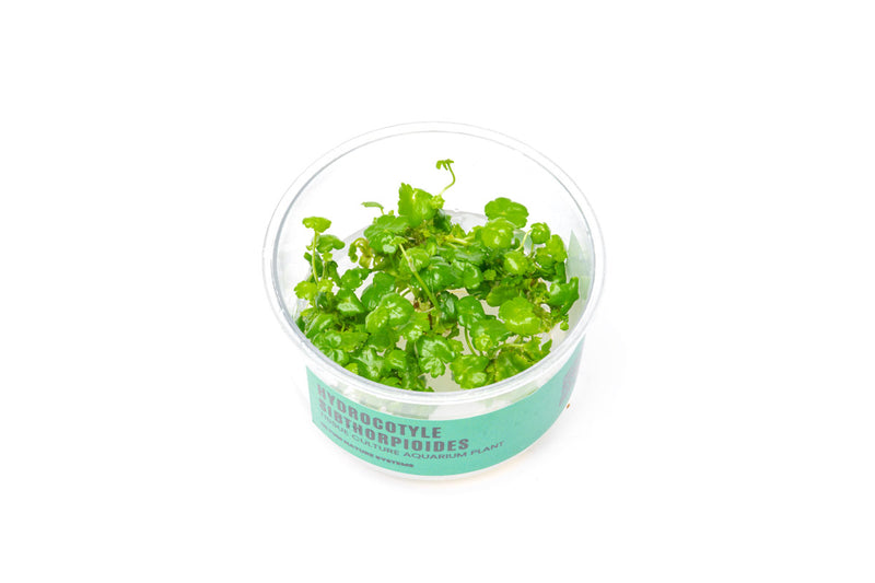 Hydrocotyle Sibthorpioides UNS Tissue Culture Aquatic Plant - Buce Plant