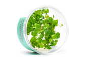Hydrocotyle Sibthorpioides UNS Tissue Culture Aquatic Plant - Buce Plant