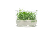 Hydrocotyle Tripartita Mini UNS Tissue Culture Aquatic Plant - Buce Plant