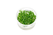 Hydrocotyle Tripartita Mini UNS Tissue Culture Aquatic Plant - Buce Plant