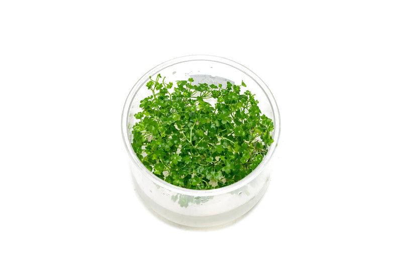 Hydrocotyle Tripartita Mini UNS Tissue Culture Aquatic Plant - Buce Plant