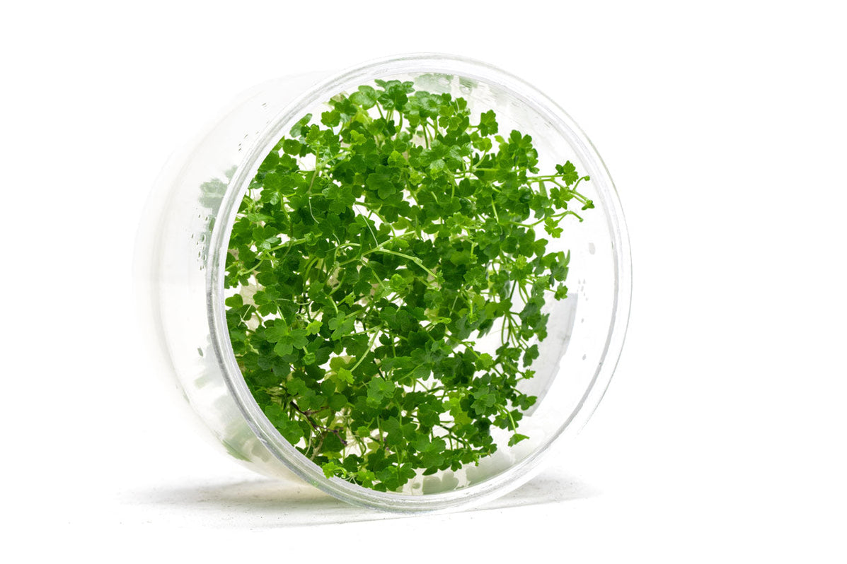 Hydrocotyle Tripartita Mini UNS Tissue Culture Plant — Buce Plant