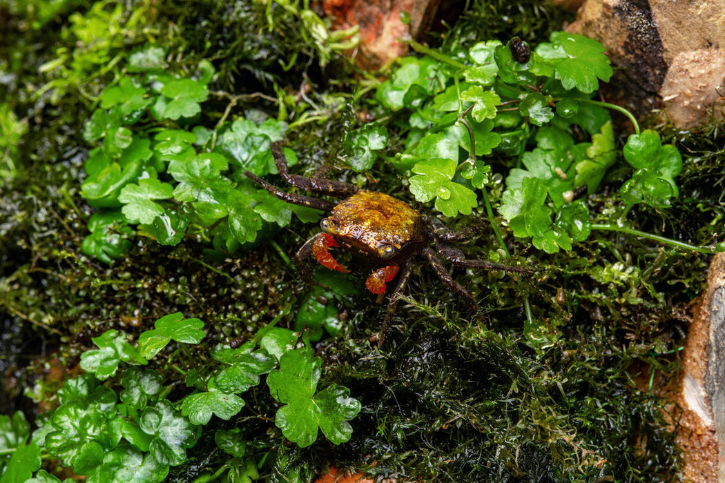 Hydrocotyle Tripartita Mini UNS Tissue Culture