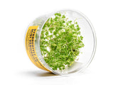 Hydrocotyle Tripartita Mini Variegated UNS Tissue Culture Aquatic Plant - Buce Plant
