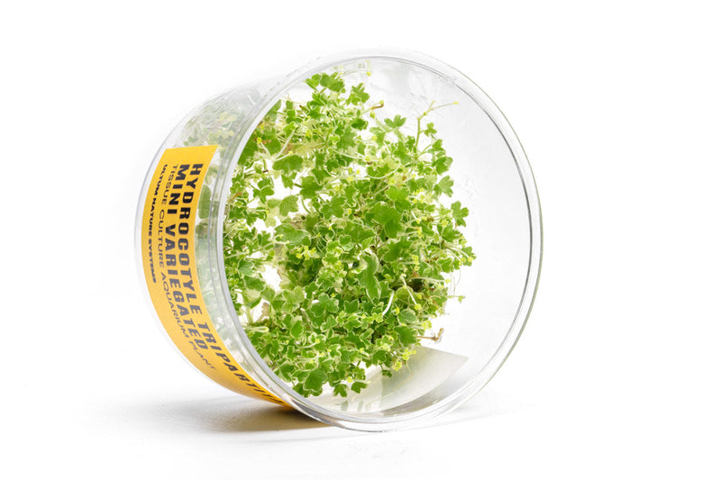 Hydrocotyle Tripartita Mini Variegated UNS Tissue Culture Aquatic Plant - Buce Plant