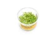 Hydrocotyle Tripartita Mini Variegated UNS Tissue Culture Aquatic Plant - Buce Plant