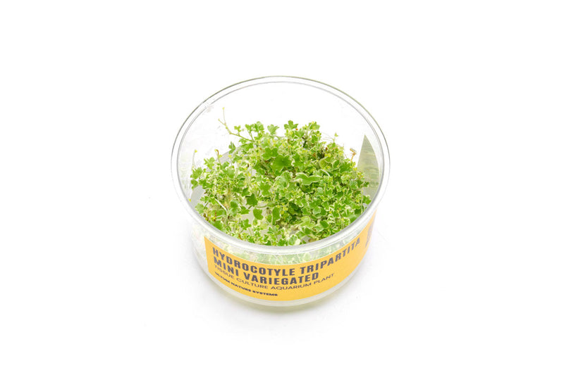 Hydrocotyle Tripartita Mini Variegated UNS Tissue Culture Aquatic Plant - Buce Plant