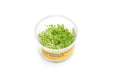 Variegated Hydrocotyle Tripartita Mini aquatic plant in UNSTC tissue culture, suitable for freshwater aquariums.