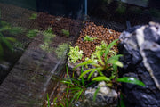 Hydrocotyle Tripartita Mini Variegated UNS Tissue Culture Aquatic Plant - Buce Plant