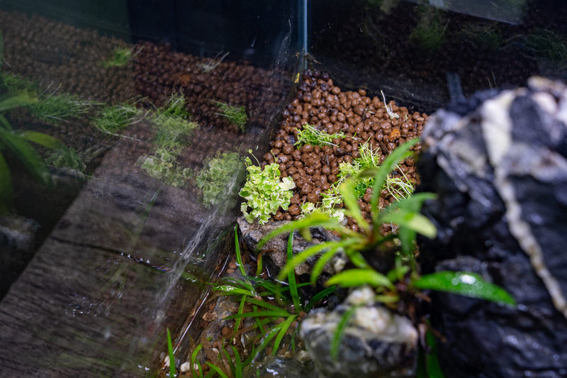 Hydrocotyle Tripartita Mini Variegated UNS Tissue Culture Aquatic Plant - Buce Plant