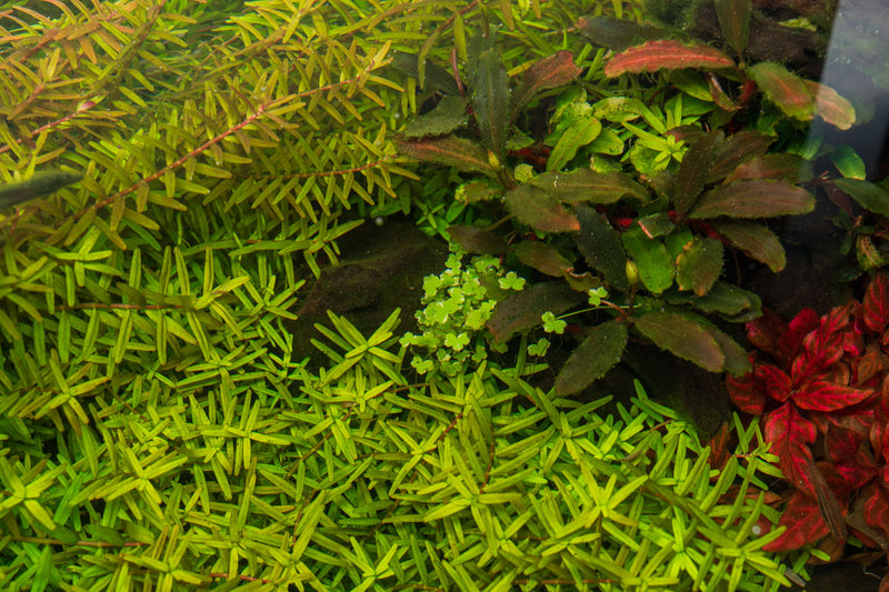 Hydrocotyle Tripartita Mini Variegated UNS Tissue Culture Aquatic Plant - Buce Plant