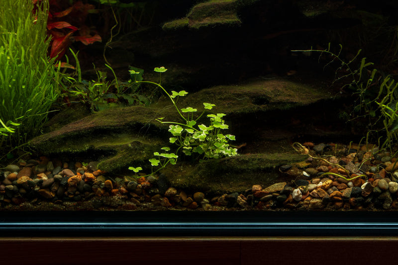 Hydrocotyle Tripartita Mini Variegated UNS Tissue Culture Aquatic Plant - Buce Plant