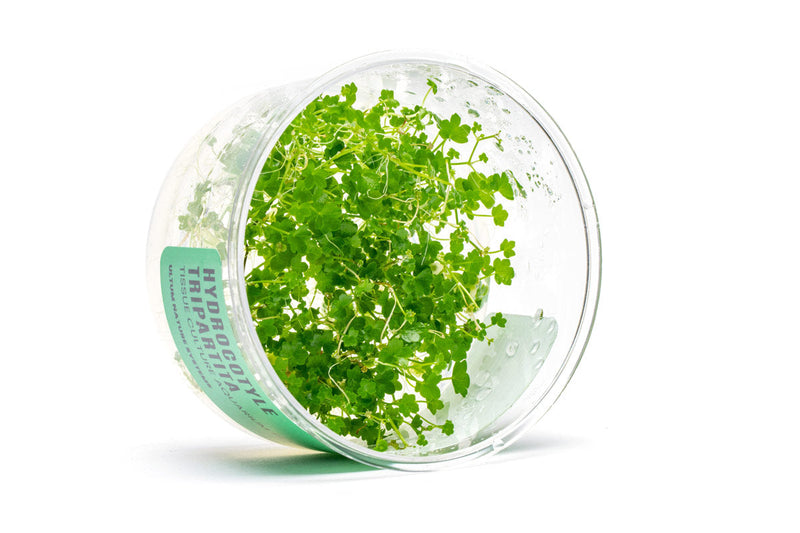 Hydrocotyle Tripartita UNS Tissue Culture Aquatic Plant - Buce Plant