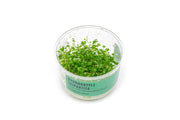 Hydrocotyle Tripartita UNS Tissue Culture Aquatic Plant - Buce Plant