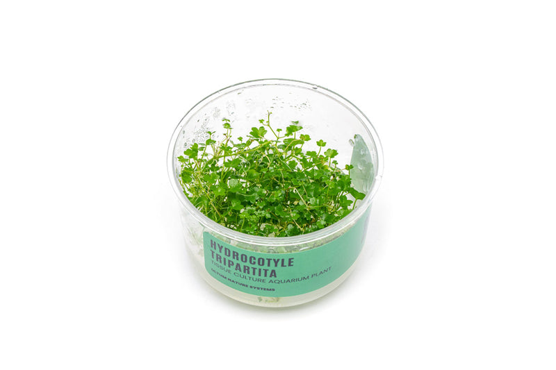 Hydrocotyle Tripartita UNS Tissue Culture Aquatic Plant - Buce Plant
