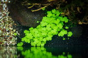 Hydrocotyle Tripartita UNS Tissue Culture Aquatic Plant - Buce Plant