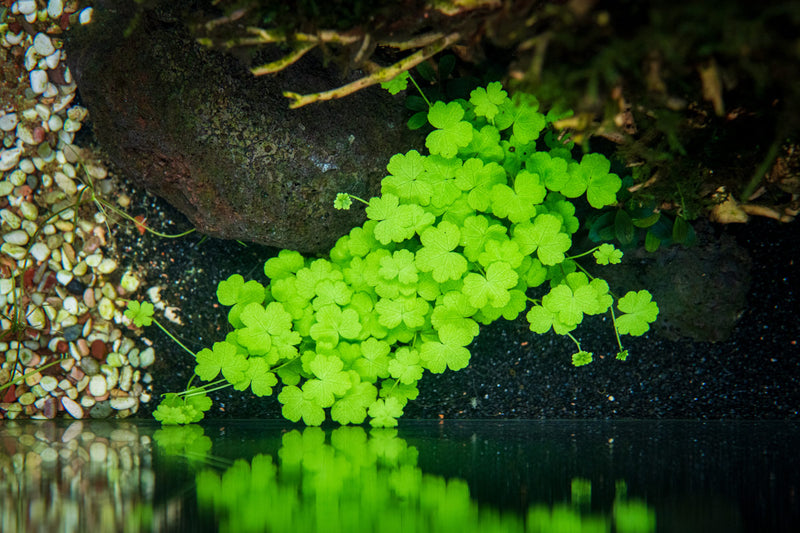 Hydrocotyle Tripartita UNS Tissue Culture Aquatic Plant - Buce Plant