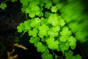 Hydrocotyle Tripartita UNS Tissue Culture Aquatic Plant - Buce Plant