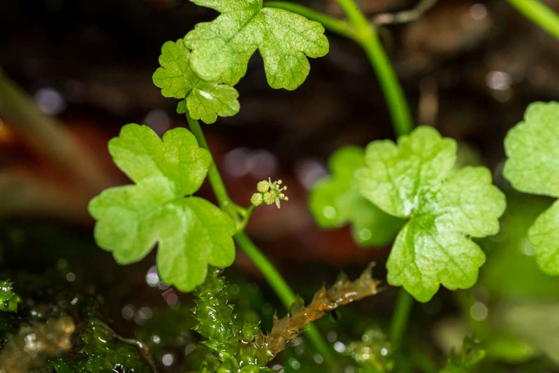 Hydrocotyle Tripartita UNS Tissue Culture