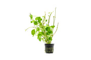 Healthy Hydrocotyle Verticillata aquatic plant from ACW, with rounded green leaves suitable for freshwater aquariums.