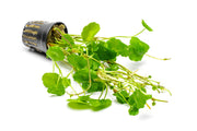 Aquatic Hydrocotyle Verticillata plant by ACW with green, round leaves suitable for freshwater aquariums.