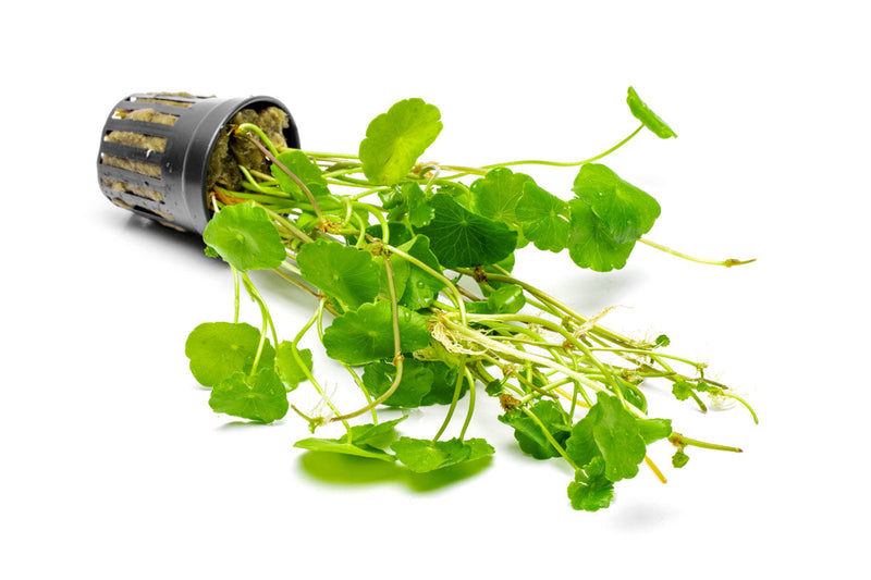 Aquatic Hydrocotyle Verticillata plant by ACW with green, round leaves suitable for freshwater aquariums.