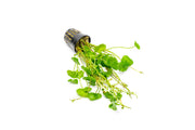 Healthy Hydrocotyle Verticillata aquatic plant from ACW, showcasing lush green, round leaves ideal for freshwater aquariums.