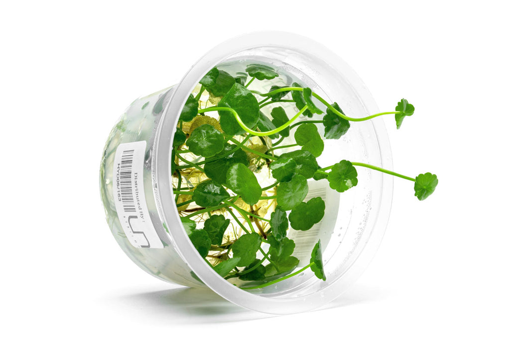 Hydrocotyle verticillata aquatic plant tissue culture by Aquatic Farmer, showing healthy green plant segments in a sterile container.