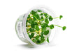 Hydrocotyle verticillata aquatic plant tissue culture by Aquatic Farmer, showing healthy green plant segments in a sterile container.