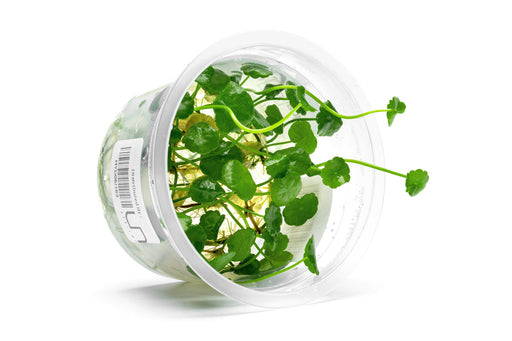Hydrocotyle verticillata aquatic plant tissue culture by Aquatic Farmer, showing healthy green plant segments in a sterile container.