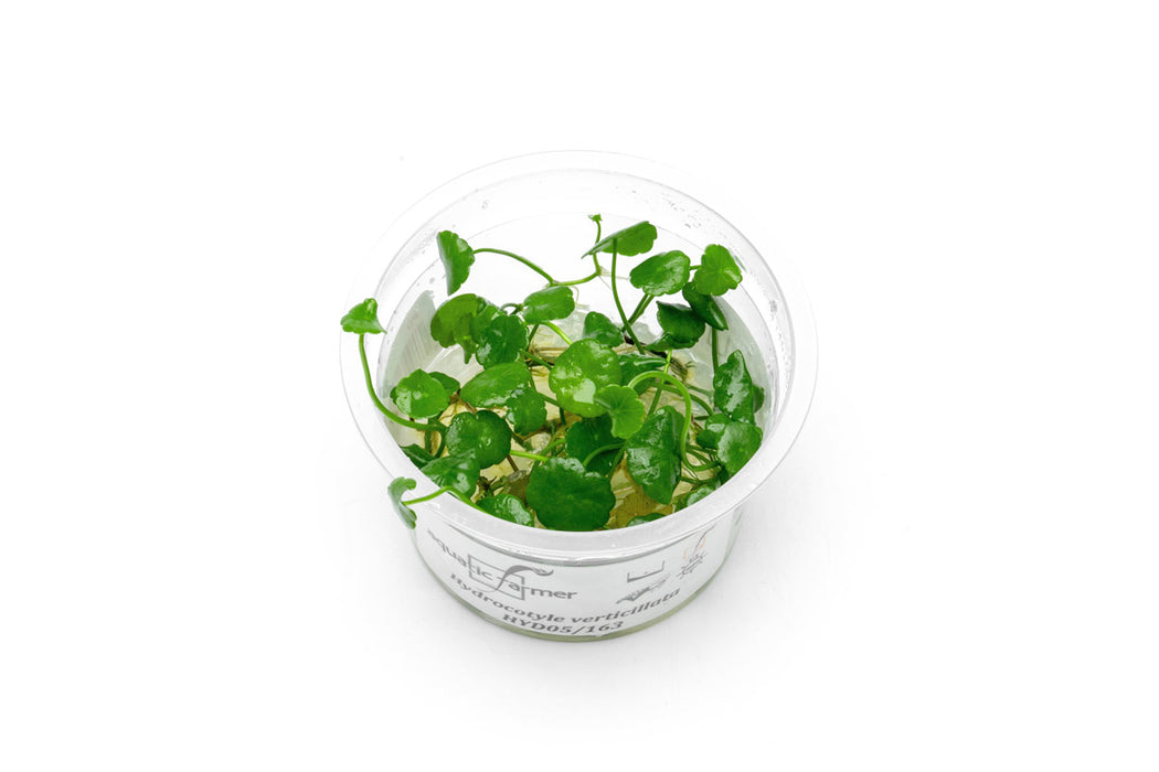 Hydrocotyle verticillata aquatic plant tissue culture by Aquatic Farmer, showing healthy, vibrant aquatic plant growth sample.