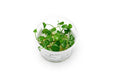 Hydrocotyle verticillata aquatic plant tissue culture by Aquatic Farmer, showing healthy, vibrant aquatic plant growth sample.