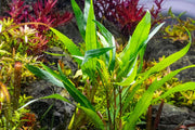 Healthy Hygrophila Angustifolia aquatic plant with green stems and leaves, ideal for freshwater aquariums.