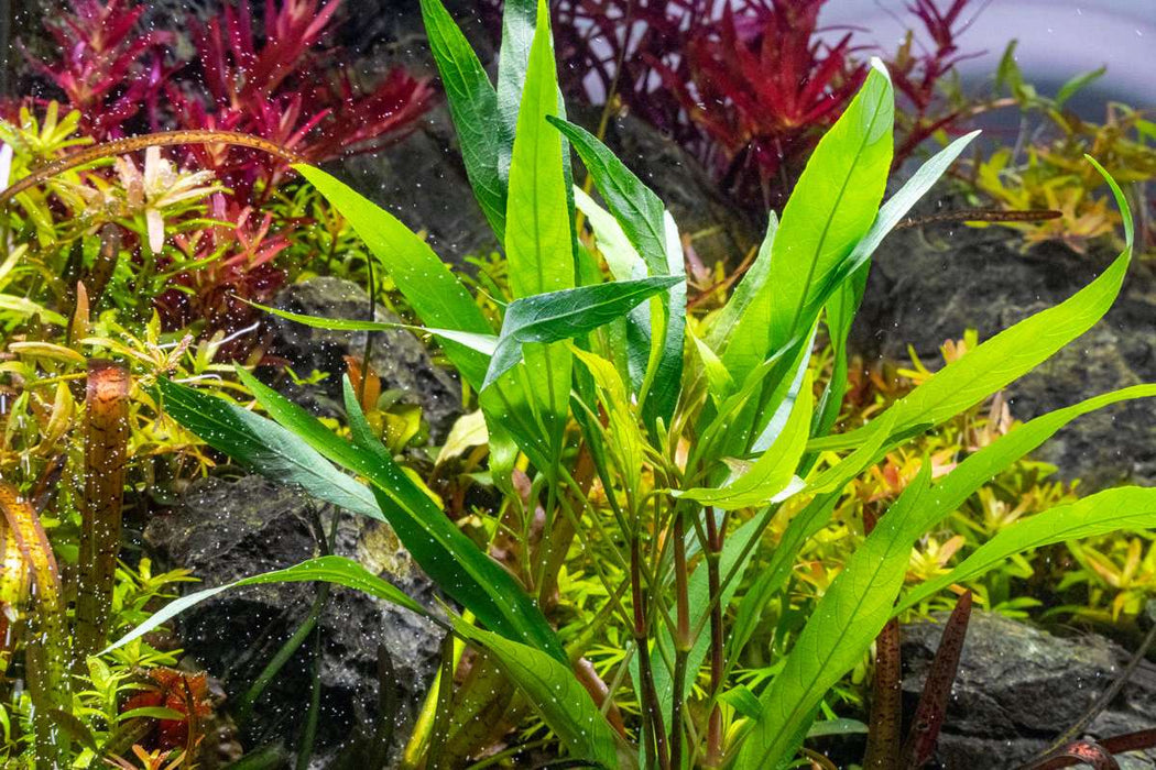 Healthy Hygrophila Angustifolia aquatic plant with green stems and leaves, ideal for freshwater aquariums.