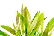 Healthy Hygrophila Angustifolia aquatic plant from ACW with lush green stems and narrow leaves, ideal for freshwater aquariums.