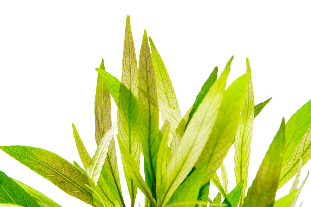 Healthy Hygrophila Angustifolia aquatic plant from ACW with lush green stems and narrow leaves, ideal for freshwater aquariums.
